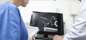 Vets examining a digital x-ray