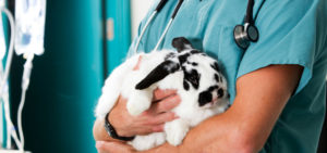 Nurse holding rabbit