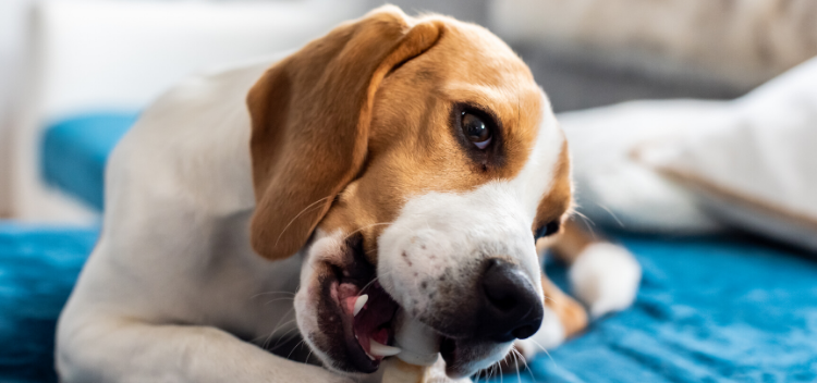 Dog shop health clinics