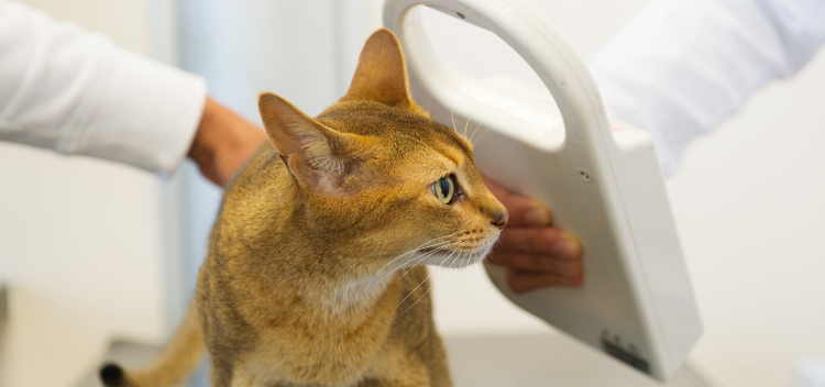 Low cost pet deals microchip near me