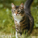 Cat vaccinations & parasite control – is there more to preventative care?