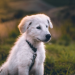 Shop or adopt? Advice on getting a new puppy or rescue dog