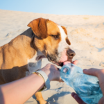 Rouken Glen Vets shares 7 summer dangers dogs should avoid