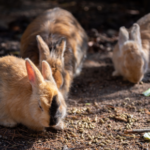 Why myxomatosis isn’t just a wild rabbit problem in East Renfrewshire